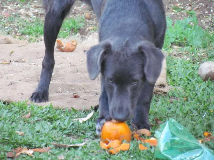 Cachorro ra a SRD idade 7 a 11 meses nome TOTY