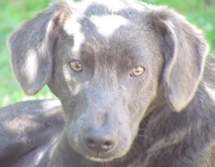 Cachorro ra a SRD idade 7 a 11 meses nome TOTY