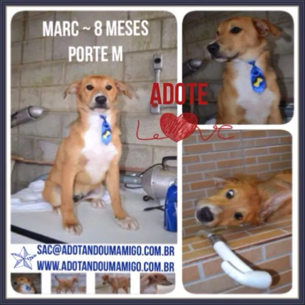 Cachorro ra a SRD idade 1 ano nome MARC, 1 aninho, um 