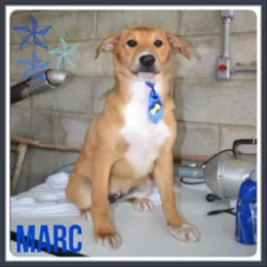 Cachorro raça SRD idade 1 ano nome MARC, 1 aninho, um 