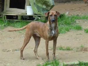 Cachorro raça SRD idade 7 a 11 meses nome Dalila