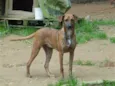 Cachorro raça SRD idade 7 a 11 meses nome Dalila