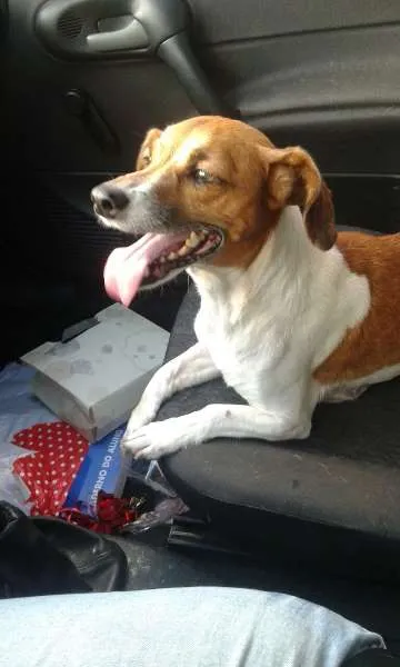 Cachorro ra a SRD idade 6 ou mais anos nome Minie