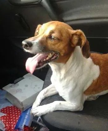 Cachorro ra a SRD idade 6 ou mais anos nome Minie