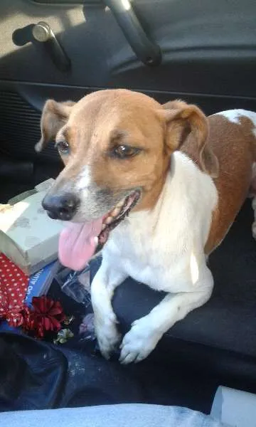 Cachorro ra a SRD idade 6 ou mais anos nome Minie