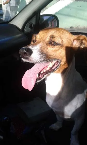 Cachorro ra a SRD idade 6 ou mais anos nome Minie