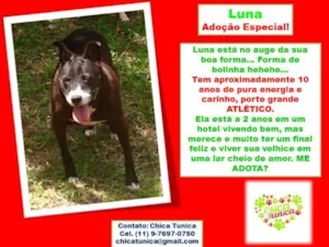 Cachorro raça SRD idade 6 ou mais anos nome Luna