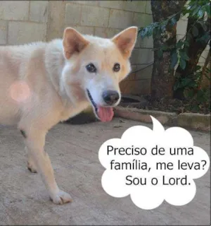 Cachorro raça Mix Akita idade 6 ou mais anos nome LORD - Um Senhor mu