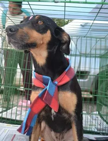 Cachorro ra a SRD idade 2 anos nome LINE - Muito linda 