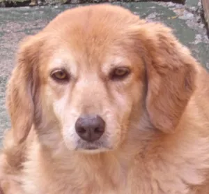 Cachorro raça GOLDEN RETRIEVER idade 4 anos nome MELANY GOLDEN