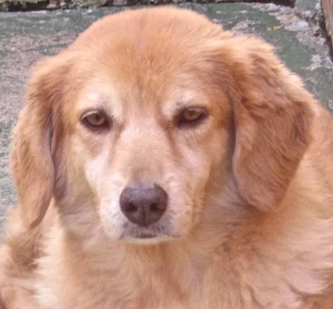 Cachorro ra a GOLDEN RETRIEVER idade 4 anos nome MELANY GOLDEN