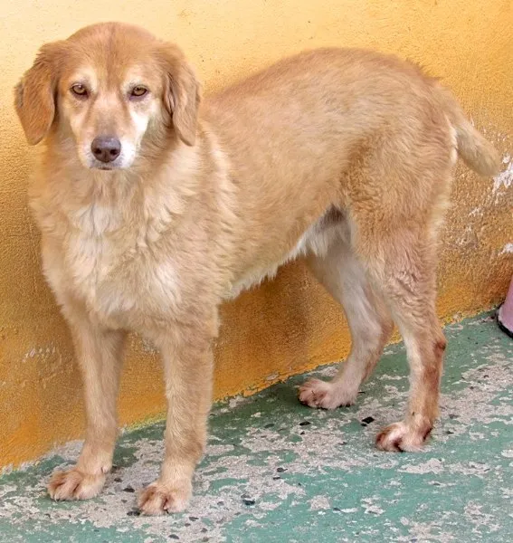Cachorro ra a GOLDEN RETRIEVER idade 4 anos nome MELANY GOLDEN