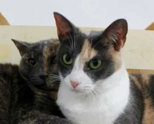 Gato raça SRD idade 1 ano nome Teka e Tereza