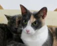 Teka e Tereza