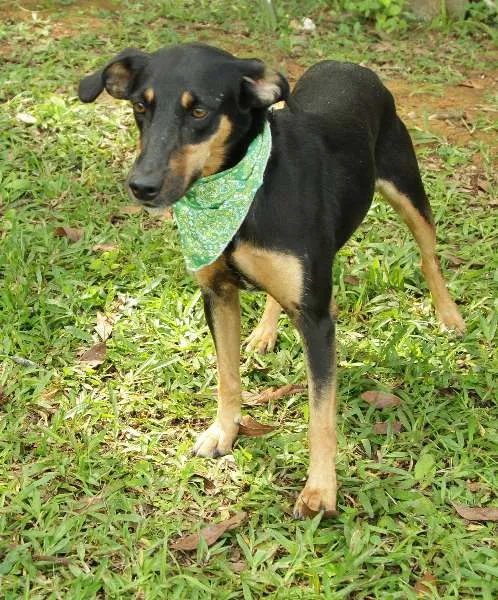 Cachorro ra a SRD idade 2 anos nome LINE - Muito linda 