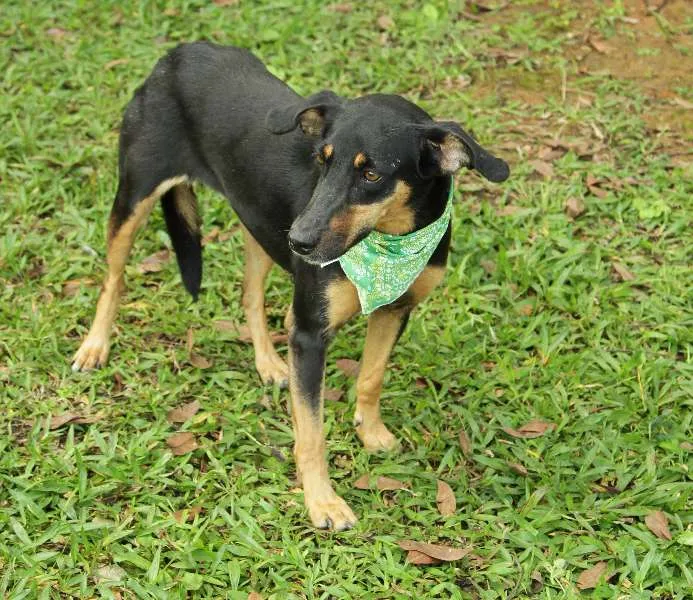 Cachorro ra a SRD idade 2 anos nome LINE - Muito linda 
