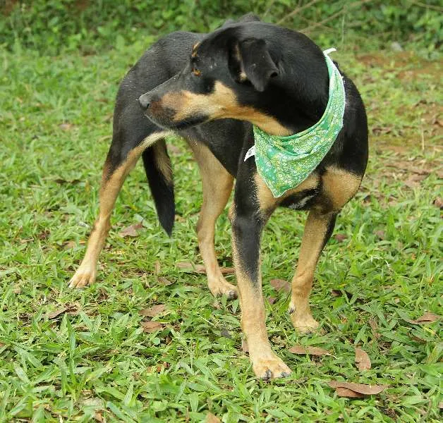 Cachorro ra a SRD idade 2 anos nome LINE - Muito linda 