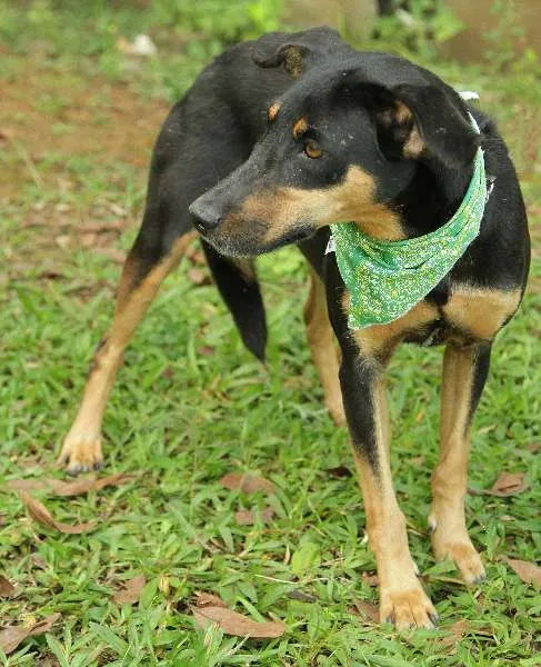 Cachorro ra a SRD idade 2 anos nome LINE - Muito linda 