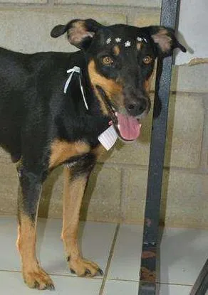 Cachorro ra a SRD idade 2 anos nome LINE - Muito linda 