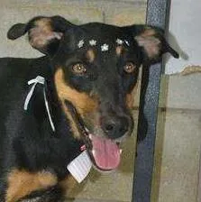 Cachorro ra a SRD idade 2 anos nome LINE - Muito linda 