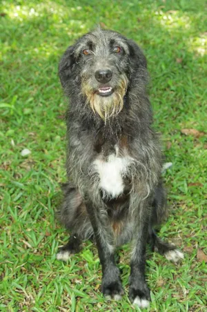 Cachorro raça SRD idade 5 anos nome KADU - Uma graça de