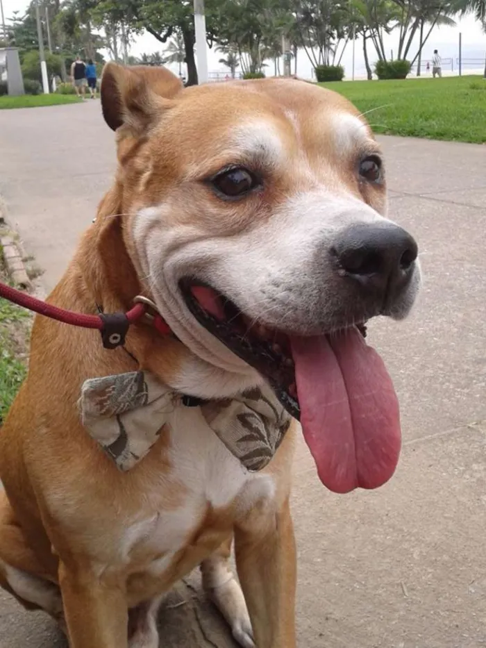 Cachorro ra a vira lata idade 6 ou mais anos nome Bonitão