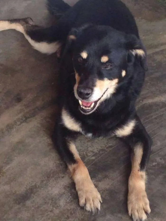 Cachorro ra a SRD idade 6 ou mais anos nome Pingo