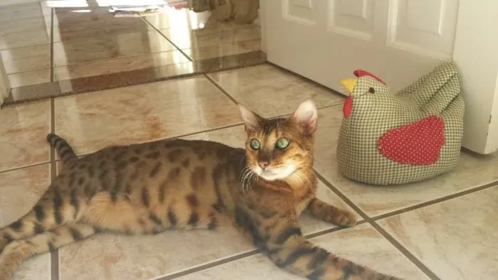 Gato ra a Bengal idade Abaixo de 2 meses nome Meredith