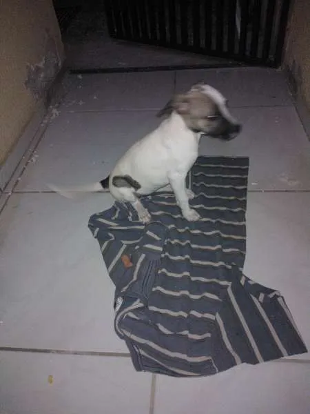 Cachorro ra a vira lata idade 2 a 6 meses nome Lala
