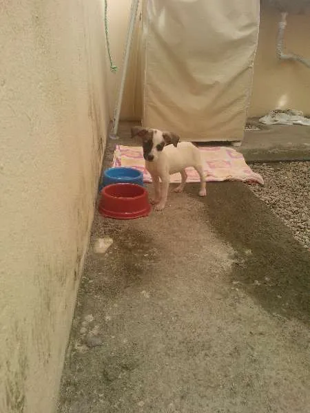 Cachorro ra a vira lata idade 2 a 6 meses nome Lala