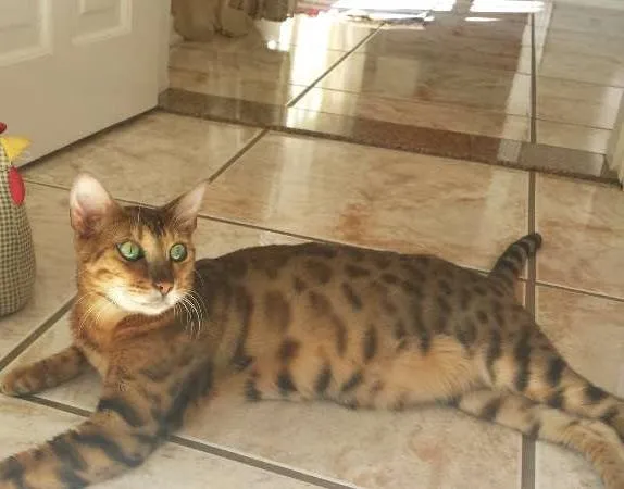 Gato ra a Bengal idade Abaixo de 2 meses nome Meredith
