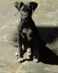 Pretinha