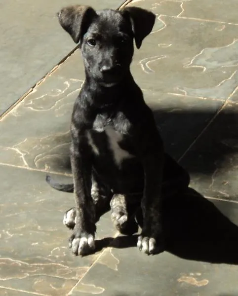 Cachorro raça SRD idade 2 a 6 meses nome Pretinha
