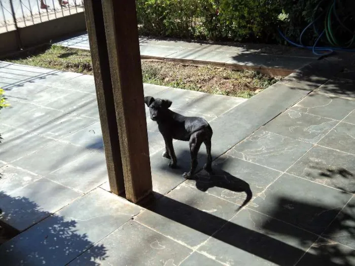 Cachorro raça SRD idade 2 a 6 meses nome Pretinha