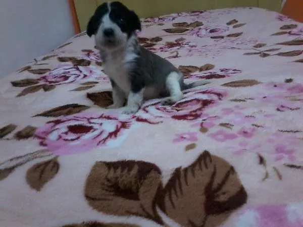 Cachorro ra a SRD idade 2 a 6 meses nome nega