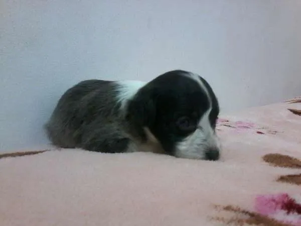Cachorro ra a SRD idade 2 a 6 meses nome nega