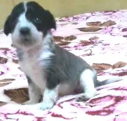 Cachorro ra a SRD idade 2 a 6 meses nome nega