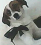 Cachorro raça Vira-Lata idade 5 anos nome Pitila