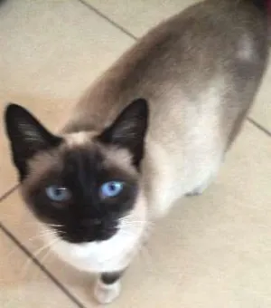 Gato raça SRD idade 1 ano nome Lisbela