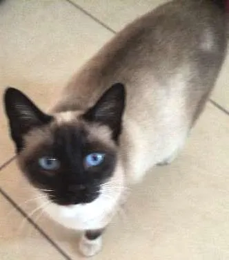 Gato ra a SRD idade 1 ano nome Lisbela