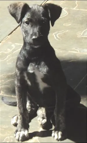 Cachorro raça SRD idade 2 a 6 meses nome Pretinha