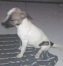 Cachorro raça vira lata idade 2 a 6 meses nome Lala