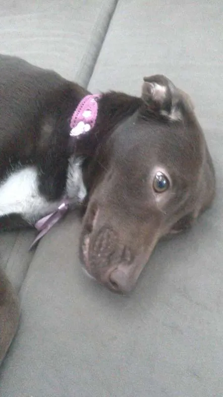 Cachorro ra a SRD idade 7 a 11 meses nome MEL
