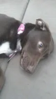 MEL