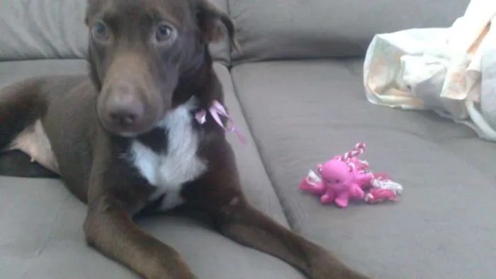 Cachorro ra a SRD idade 7 a 11 meses nome MEL