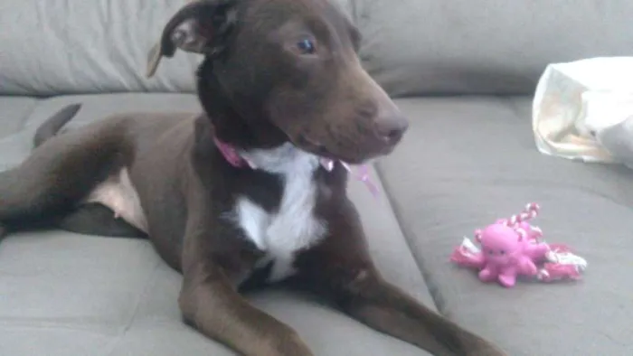 Cachorro ra a SRD idade 7 a 11 meses nome MEL