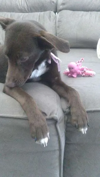 Cachorro ra a SRD idade 7 a 11 meses nome MEL