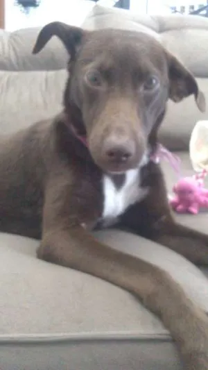 Cachorro raça SRD idade 7 a 11 meses nome MEL