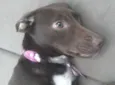 MEL
