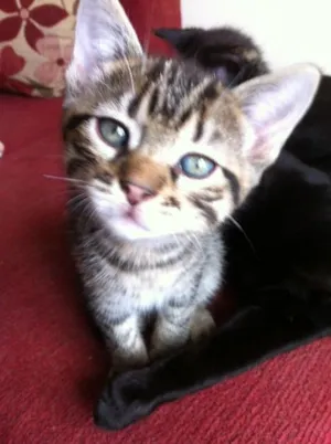 Gato raça indefinida idade 2 a 6 meses nome Berenice e Loki